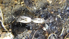 Geocoris bullatus