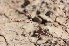 Eriogonum bifurcatum