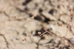 Eriogonum bifurcatum