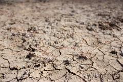 Eriogonum bifurcatum
