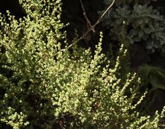 Cliffortia spathulata
