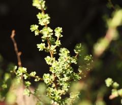 Cliffortia spathulata