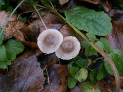 Mycena abramsii