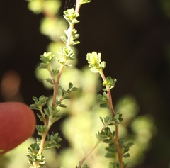 Cliffortia spathulata