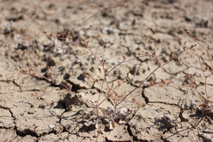 Eriogonum bifurcatum