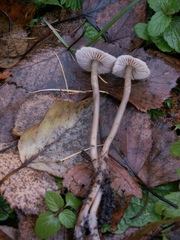 Mycena abramsii