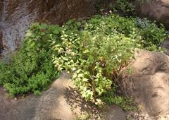 Helichrysum hypoleucum