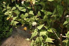 Helichrysum hypoleucum