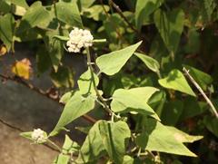 Helichrysum hypoleucum