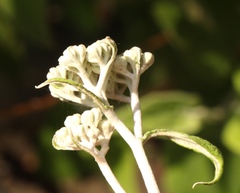 Helichrysum hypoleucum