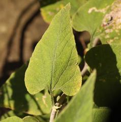 Helichrysum hypoleucum