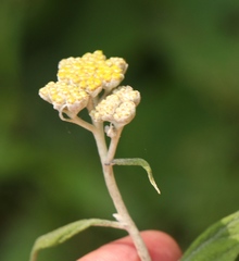 Helichrysum hypoleucum