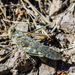 Undulant-Winged Grasshopper - Photo (c) Alex Bodden, some rights reserved (CC BY-NC), uploaded by Alex Bodden