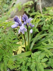 Hyacinthoides