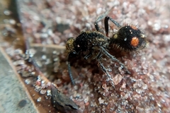 Traumatomutilla trochanterata