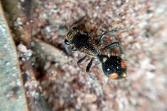 Traumatomutilla trochanterata