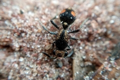 Traumatomutilla trochanterata