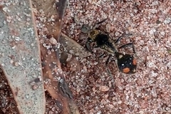 Traumatomutilla trochanterata