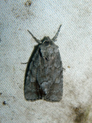 Sympistis dentata