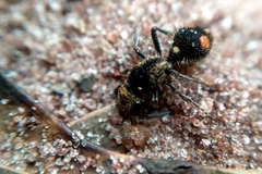 Traumatomutilla trochanterata