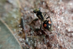 Traumatomutilla trochanterata