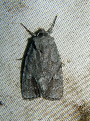 Sympistis dentata