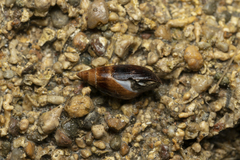 Melanopsis wagneri