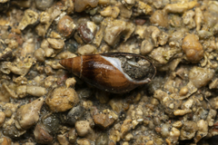 Melanopsis wagneri