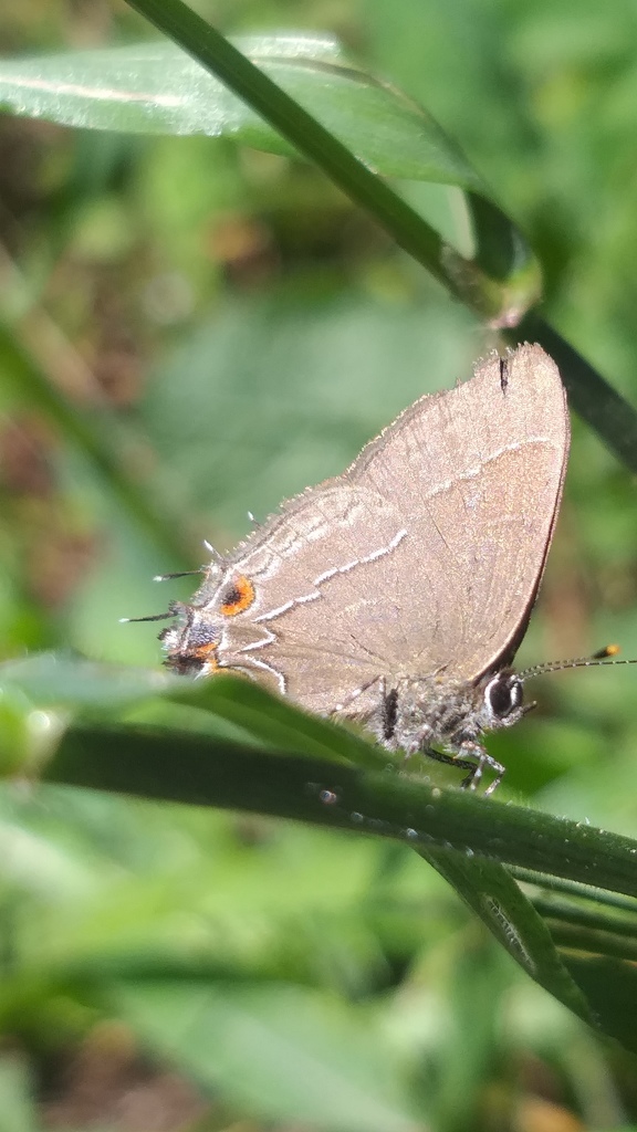 Arzecla albolineata
