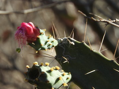 Opuntia karwinskiana
