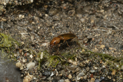 Nebria testacea