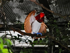 King Bird-Of-Paradise photo 3