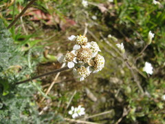 Achillea nana