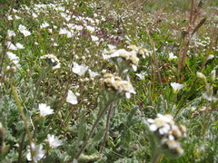 Achillea nana