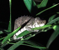 Calumma nasutum