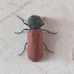 Bostrichus capucinus