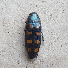 Buprestis octoguttata