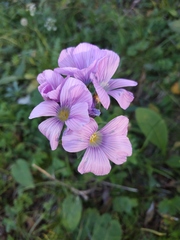 Linum hypericifolium