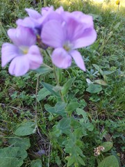 Linum hypericifolium