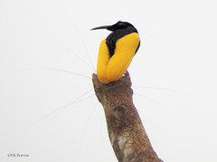 Twelve-Wired Bird-Of-Paradise photo 5
