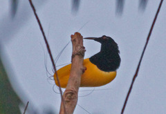 Twelve-Wired Bird-Of-Paradise photo 1