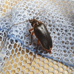 Cebrio