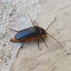 Cebrio