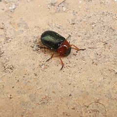 Chilotomina nigritarsis