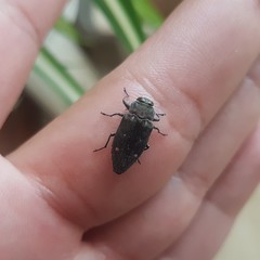 Chrysobothris affinis