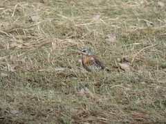 Turdus pilaris
