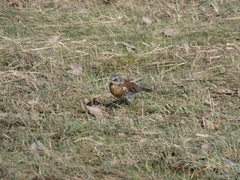 Turdus pilaris