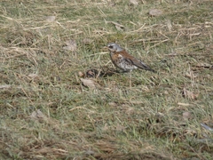 Turdus pilaris