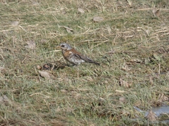 Turdus pilaris