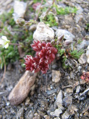 Sedum atratum